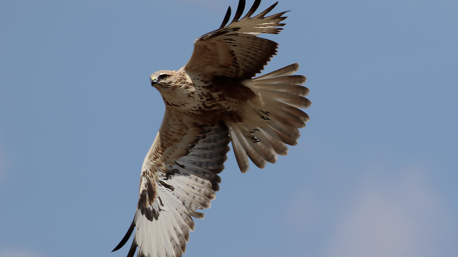Long-legged Buzzard